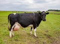 Black and white Fresian cow stands in a meadow, ready to be milked Royalty Free Stock Photo