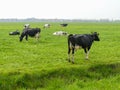 Black and white fresian holstien dairy cattle in a field Royalty Free Stock Photo