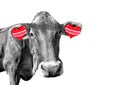 Black and white fun cow with red hearts earrings on white background