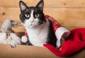 Black and white funny cat inside christams decorations box Royalty Free Stock Photo