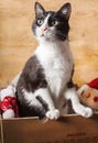 Black and white funny cat inside christams decorations box Royalty Free Stock Photo