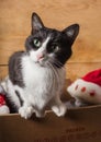 Black and white funny cat inside christams decorations box Royalty Free Stock Photo