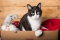 Black and white funny cat inside christams decorations box Royalty Free Stock Photo