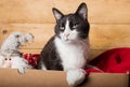 Black and white funny cat inside christams decorations box Royalty Free Stock Photo