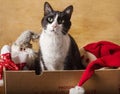 Black and white funny cat inside christams decorations box Royalty Free Stock Photo