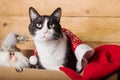 Black and white funny cat inside christams decorations box Royalty Free Stock Photo