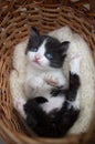 Black and white funny cute little kitten lies in a wicker basket, looks up Royalty Free Stock Photo