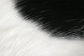 Black and white fur background Royalty Free Stock Photo