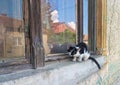 Black and white fur cat sits on the window sill Royalty Free Stock Photo