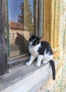 Black and white fur cat sits on the window sill