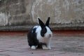 Black and white fur domestic rabbit