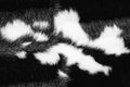 Black White Fur Texture Royalty Free Stock Photo