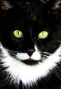 Black And White Furry Cat With Bright Yellow Eyes Closeup Royalty Free Stock Photo