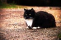 Black and white furry cat sitting on a road