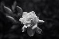 Black and White Gardenia Bloom In Spring Royalty Free Stock Photo