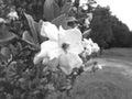 Black and White Gardenia flower