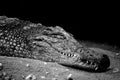 Black and white gator Royalty Free Stock Photo