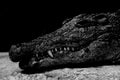 Black & White Gator Royalty Free Stock Photo