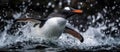 Gentoo Penguin Splashes Water