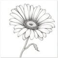 Black And White Gerber Daisy Drawing In Holotone Style