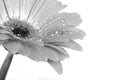 Black & White Gerbera Royalty Free Stock Photo