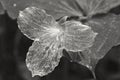 Black and White Ghost Trillium Trillium grandiflorum, Ontario, Canada