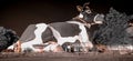 Black and white giant cow statue lembu sora Royalty Free Stock Photo