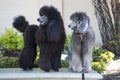 Black and white, giant poodles