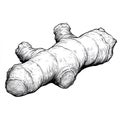 Black and white ginger root drawing with detailed texture and organic shape Royalty Free Stock Photo