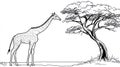 Line Art Giraffe Standing Next to. Royalty Free Stock Photo