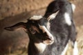 Black and white goat in barn. Domestic dwarf goat in the farm Royalty Free Stock Photo