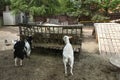 black and white goat eating hey on summer farm background Royalty Free Stock Photo