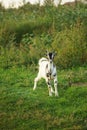 Black white goat grazes on green grass in summer field Royalty Free Stock Photo