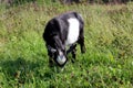Black and white goat grazes in a meadow and eats fresh grass Royalty Free Stock Photo