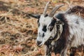 Black and white goat with horns growing back on a leash grazes in the field. protection of animals, milk-giving animals Royalty Free Stock Photo