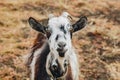 Black and white goat with horns growing back on a leash grazes in the field. protection of animals, milk-giving animals