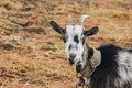 Black and white goat with horns growing back on a leash grazes in the field. protection of animals, milk-giving animals Royalty Free Stock Photo