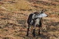 Black and white goat with horns growing back on a leash grazes in the field. protection of animals, milk-giving animals