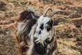 Black and white goat with horns growing back on a leash grazes in the field. protection of animals, milk-giving animals Royalty Free Stock Photo