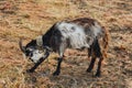 Black and white goat with horns growing back on a leash grazes in the field. protection of animals, milk-giving animals