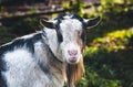 Black and white domestic goat on a leash on a home mini farm in autumn sun. Close-up in october. Royalty Free Stock Photo