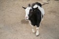 Black and white goat looking at the camera of visiter in zoo park. The begging gaze of an animal waiting to be gorged Royalty Free Stock Photo