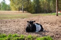 Black and white goat lying on the ground, looking at the camera and posing for a photo Royalty Free Stock Photo