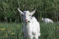 Black and white goat standing in a green pasture with green background