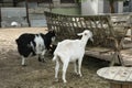 black and white goat eating hey on summer farm background Royalty Free Stock Photo