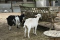 black and white goat eating hey on summer farm background Royalty Free Stock Photo