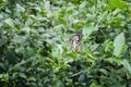 Papillo Demoleus Butterfly Royalty Free Stock Photo