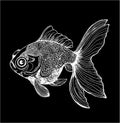 Black and white gold fish llustration. Drawing of a sea animal. Chalk on a blackboard. Royalty Free Stock Photo