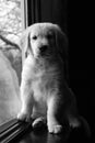 Black and white golden retriever puppy Royalty Free Stock Photo