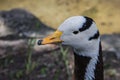 Black and white goose head close up Royalty Free Stock Photo